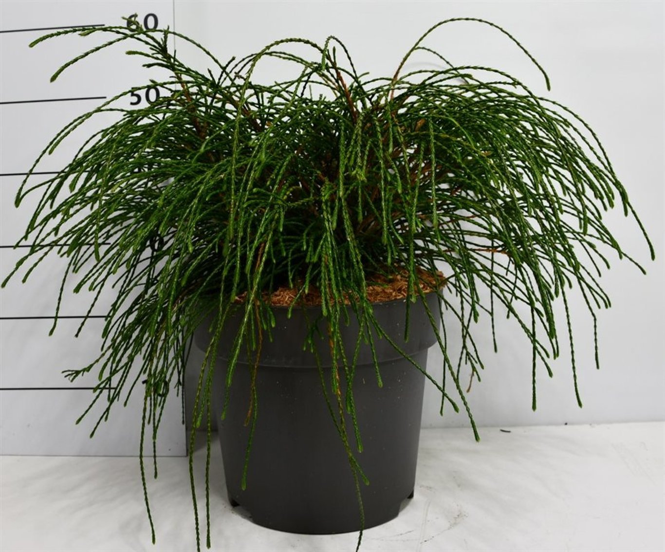 Thuja pl. 'Whipcord' - C12 50-60 CM